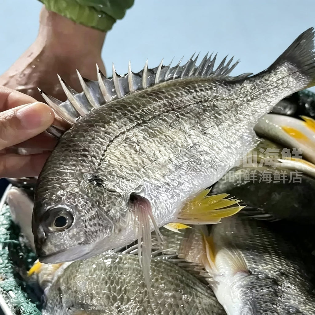 Frozen Wild-Caught Yellowfin Sea Bream